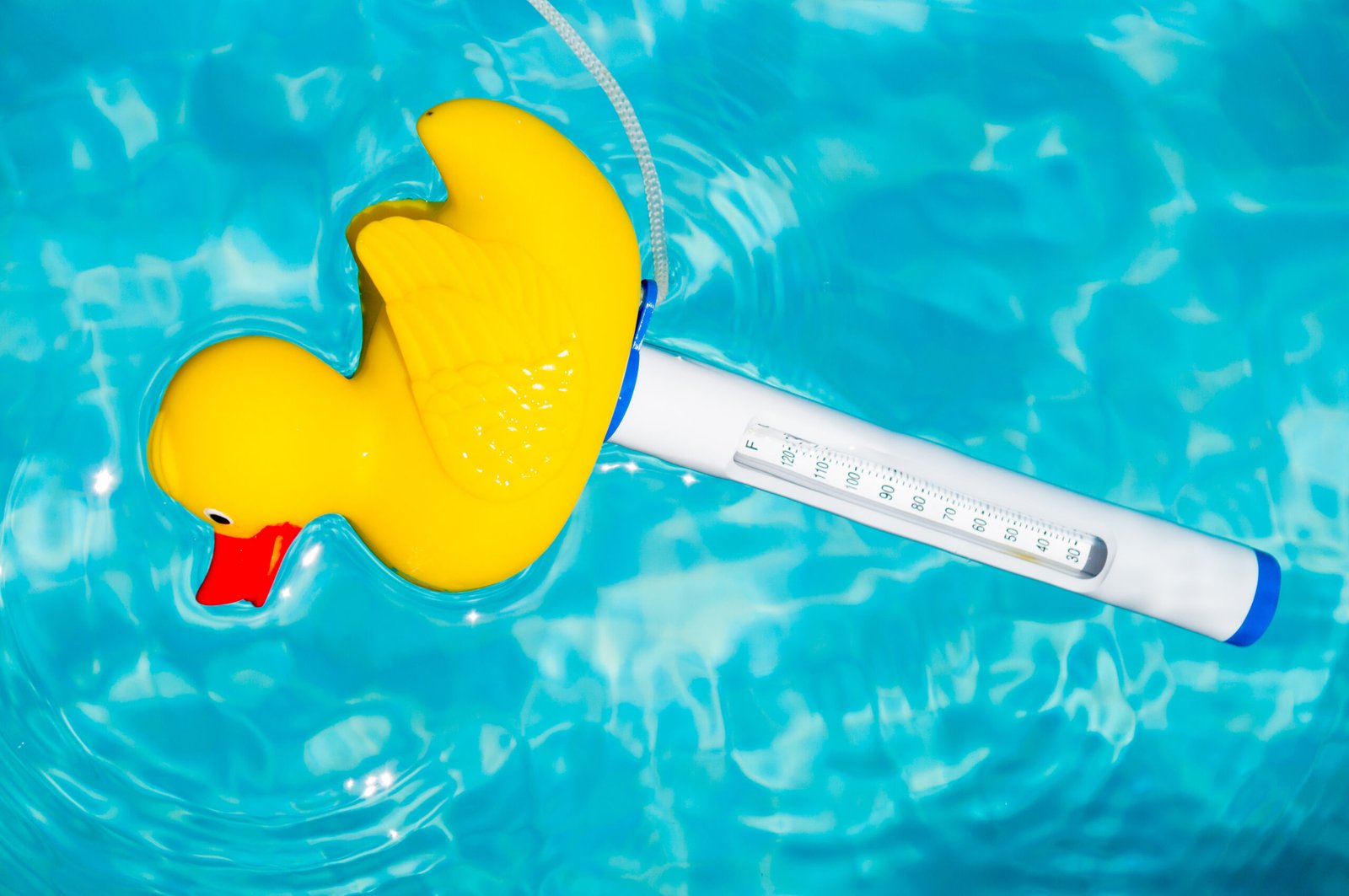 rubber duck in a pool